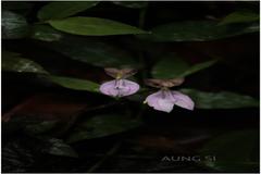 Disperis neilgherrensis